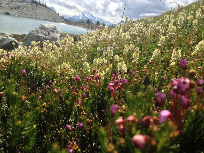 Alpine Blooms Whistler, British Columbia Canada