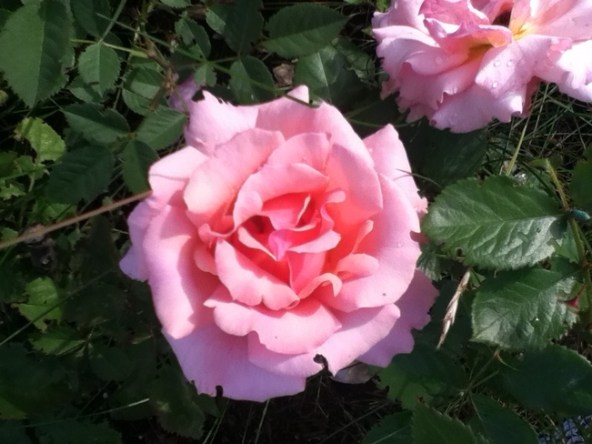 beautiful rose Chapleau, ON