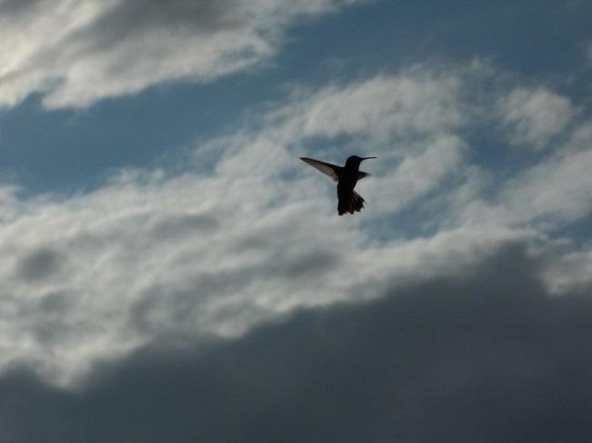 Hummingbird in the Clouds Saint John, NB