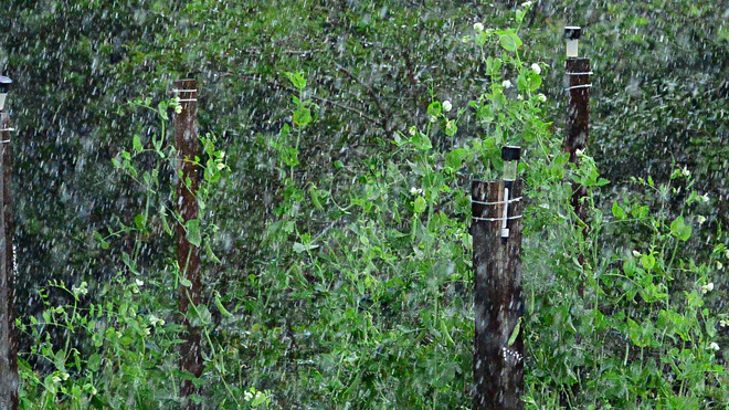 Heavy raindrops on our Pea Garden West Porters Lake, NS