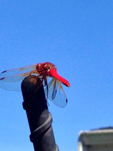 red dragon fly!! Sidney, British Columbia Canada