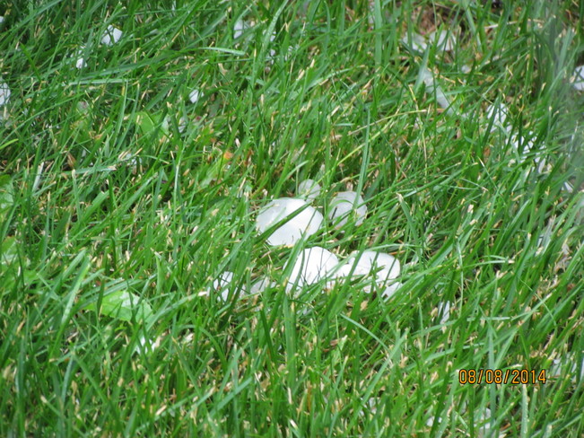 Hail On Our Lawn 