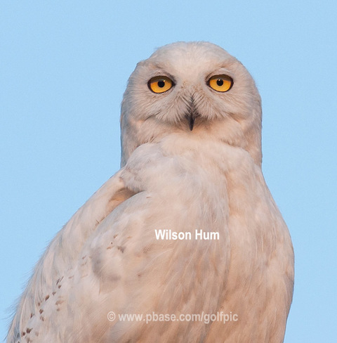 Snowy Owl in August (adult male) Ottawa, ON