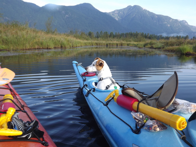 Dog on Kayak trip Pitt Meadows, BC