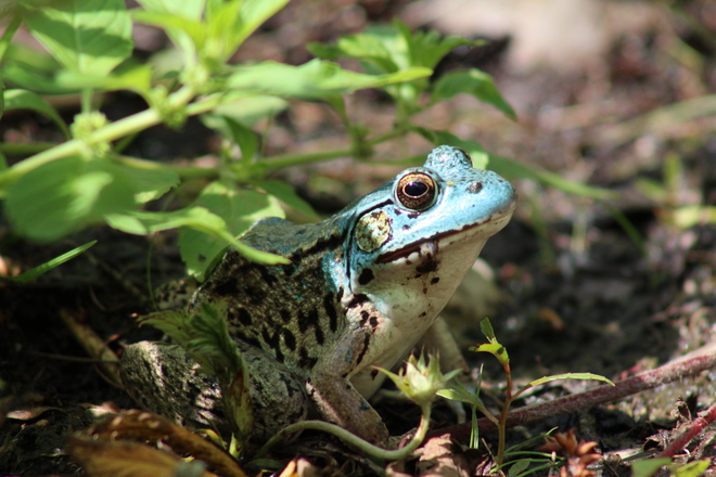 blue frog Ottawa, ON