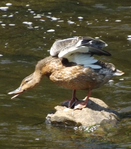 Beautiful duck Pembroke, Ontario Canada