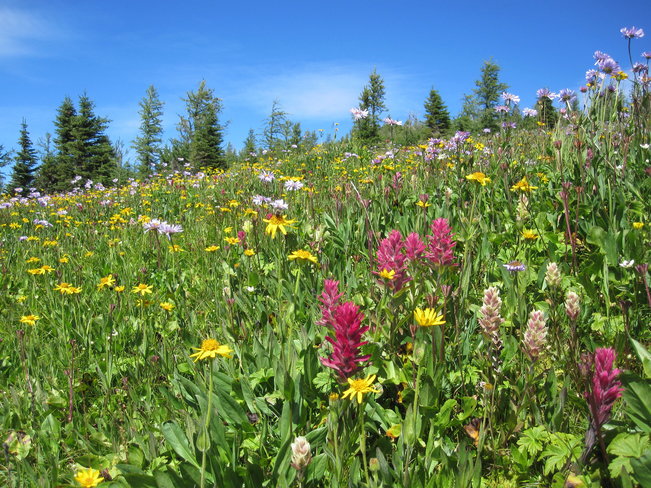 Sunshine Meadows Wildflowers Canmore, AB