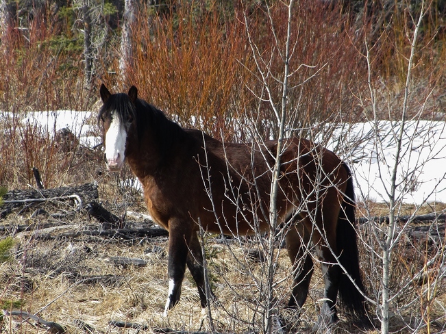 Alberta's Wild Horses Clearwater County, AB T0M, Canada