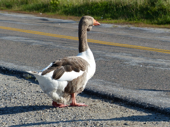 Gaggle of geese 557-607 Shore Road, Shelburne, NS B0T 1W0, Canada