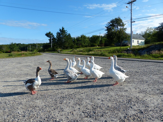 Gaggle of geese 557-607 Shore Road, Shelburne, NS B0T 1W0, Canada