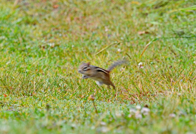 Chipmunk does mid air jump Lively, Greater Sudbury, ON