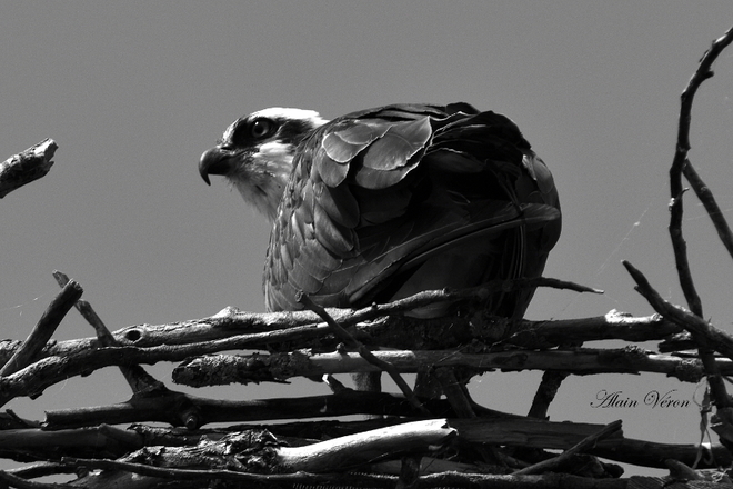 Bird Osprey 08-10-15769 Ontario