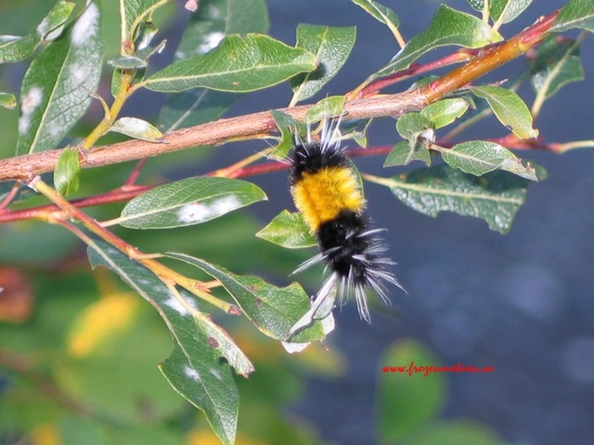 Caterpillar Edson, Alberta Canada