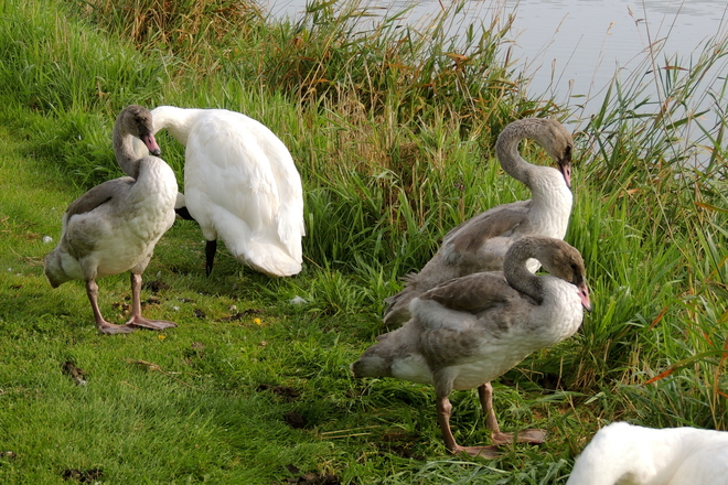 Poet Perry Lagoon Trumpeter Cygnets Have Learned How to look Sharp. 