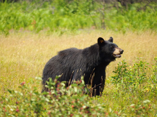 Mother Bear Algonquin Provincial Park, Nipissing District, ON