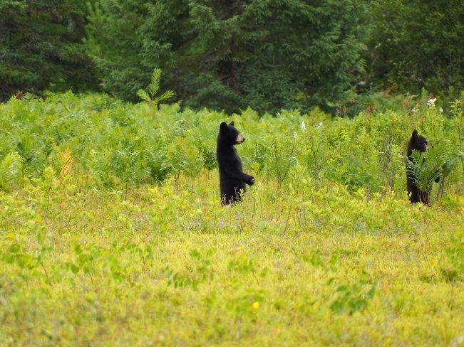 Mother Bear Algonquin Provincial Park, Nipissing District, ON