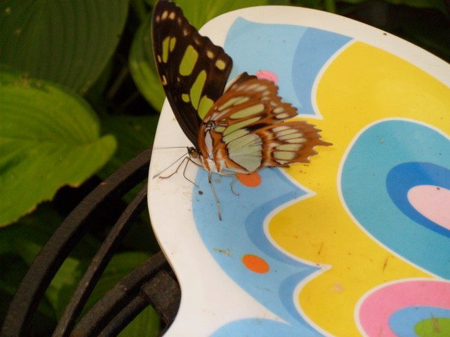 chipunk and butterflies Maltais, NB