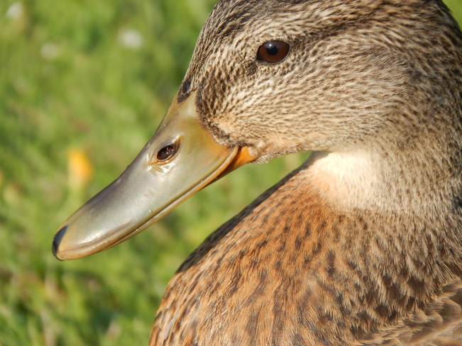 ducks Atholville, NB