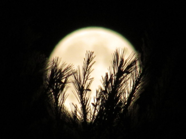The Supermoon held by pines Saint-Lazare, QC