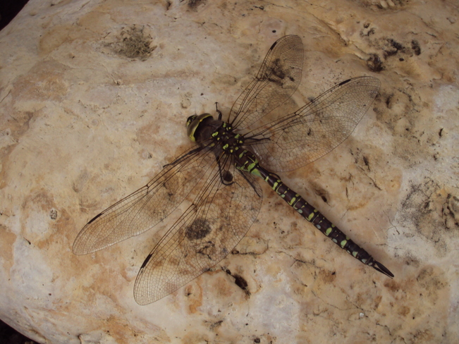 Beautiful dragonfly Assiniboia, SK