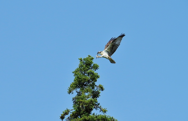 Osprey fledgling #1 has left the building! North Bay, ON
