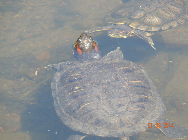 Turtles Moncton, NB