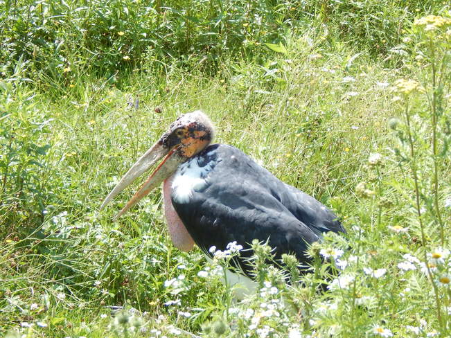 Marabou Stork Moncton, NB