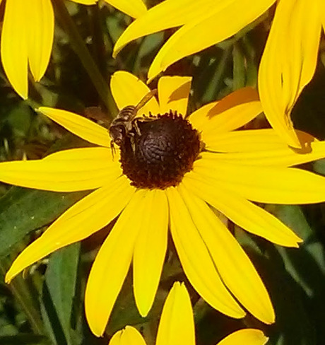 Honey bee in my garden Aurora, ON