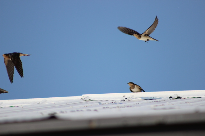 Barn swallows in flight Mountsberg Conservation Area, Milburough Line, Hamilton, ON