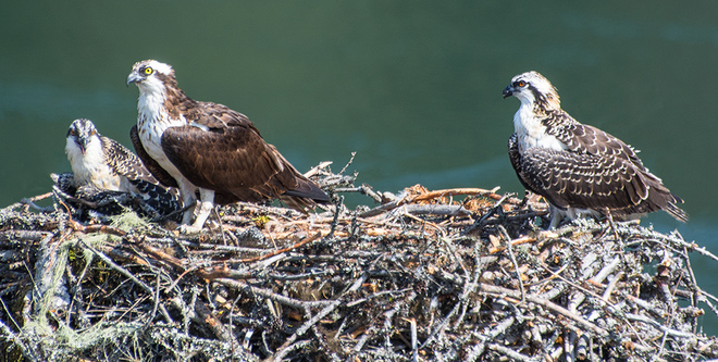 Ospreys in nest Nelson, BC