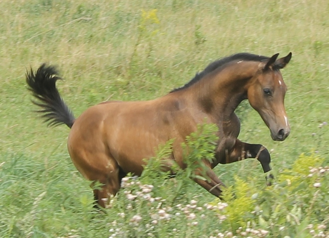 Trent - Polish Arab Colt - 4 1/2 Months old Port Perry, ON
