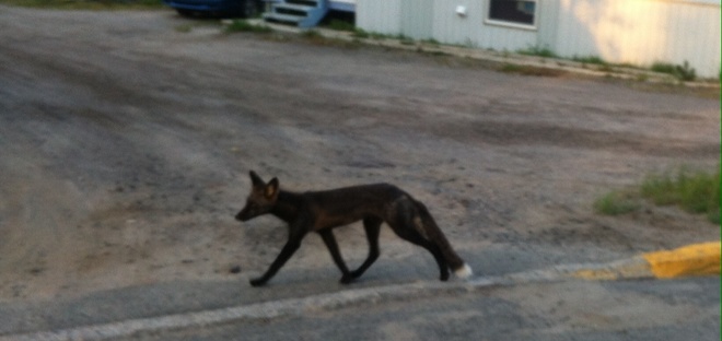 Cute Fox! Flin Flon, Manitoba Canada