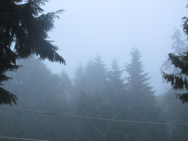 this mornings' fog Surrey, BC