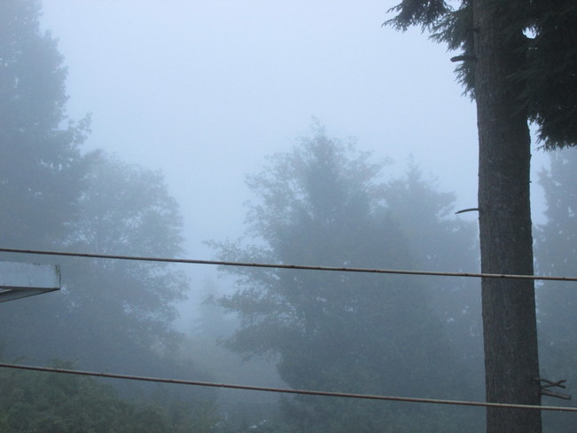 this mornings' fog Surrey, BC