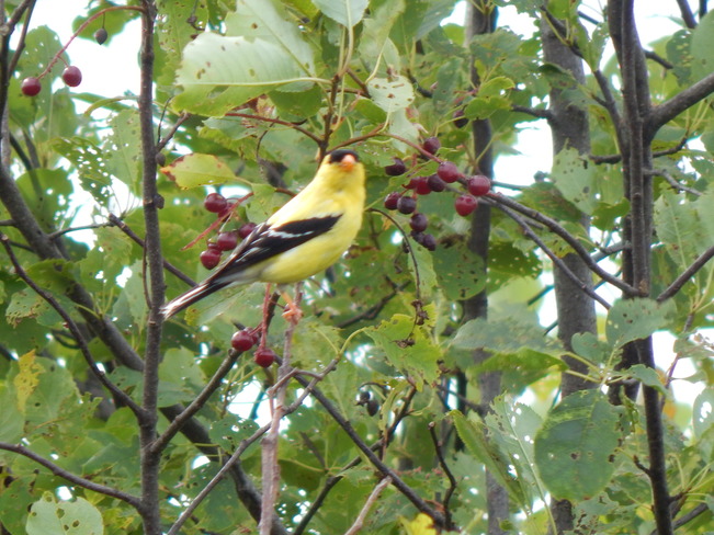 Yellow finch bird Maltais, NB
