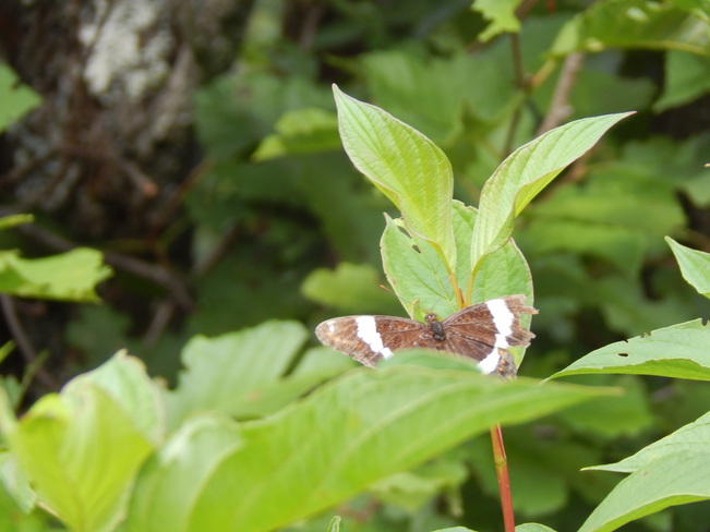 Brown Butterfly Maltais, NB
