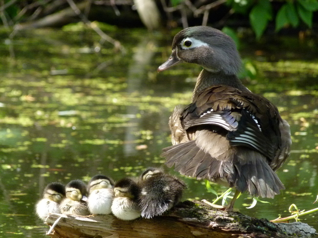 Female Wood Duck with her resting Baby Wood Ducks Etobicoke, Toronto, ON