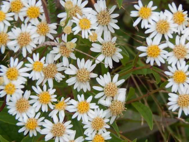 Wild Flowers Maltais, NB