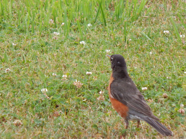 Red Robin Maltais, NB