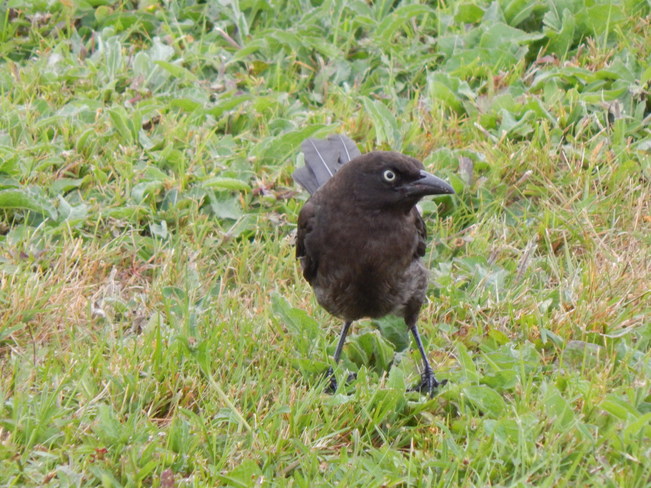 Black birds Maltais, NB