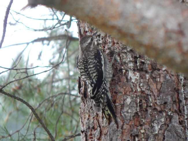 Woodpeckers Maltais, NB