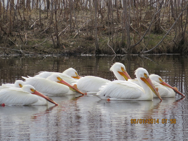 love pelicans! Lethbridge, AB