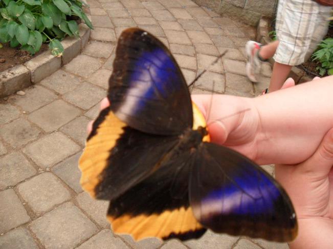 Butterflies eating out of my hand Moncton, NB