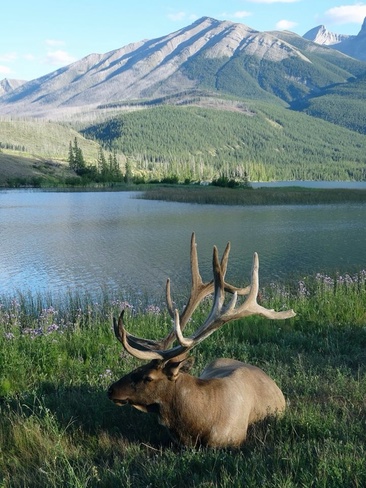 Elk by the water Jasper, Alberta Canada