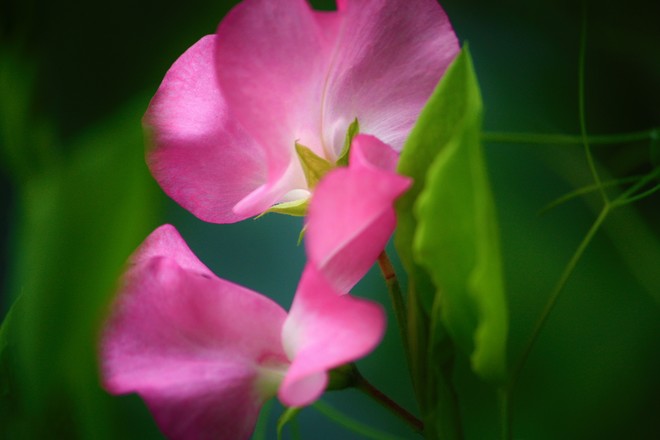 A sweet pea from me to you. calgary ab