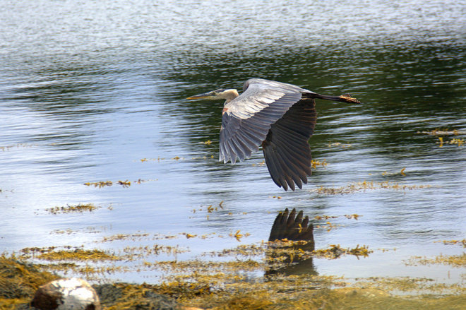 Great Blue Heron Collecting It's Young One East Chester, NS