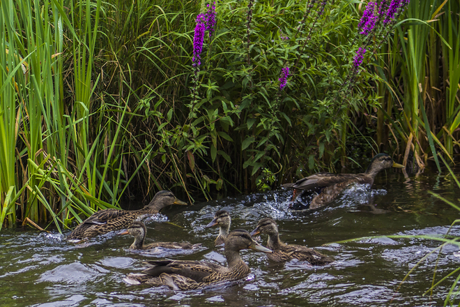 Les beaux canards du Lac Ã‰douard Parc Botanique-A Fleur D'Eau Inc, Rouyn-Noranda, QC