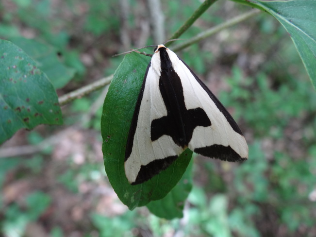 Moth in rare Charitable Research Reserve. Cambridge, ON