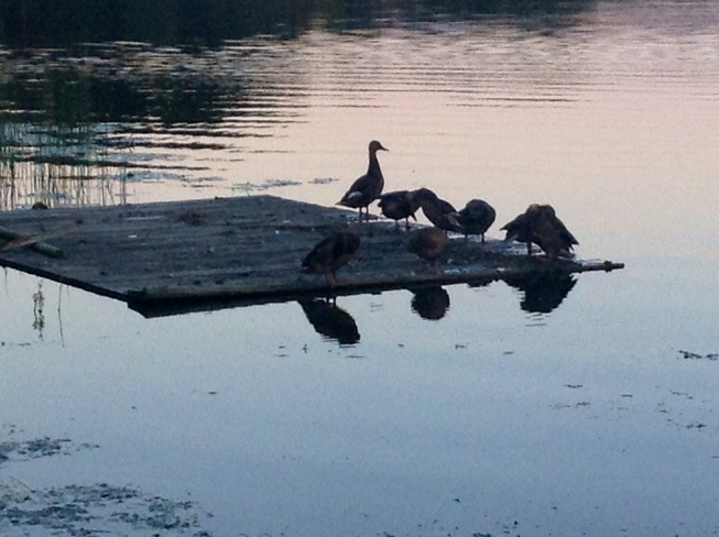 ducks resting Preston Lake, Ontario Canada