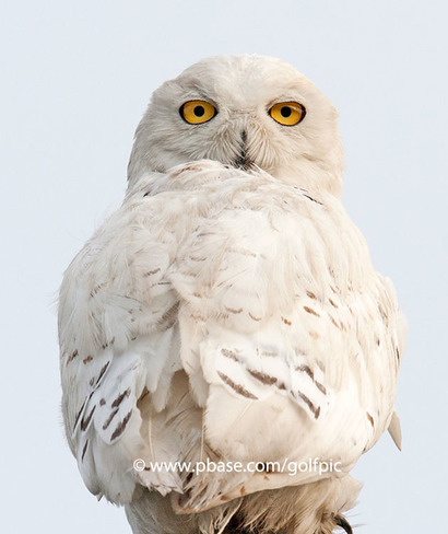Snowy Owl Ottawa, ON